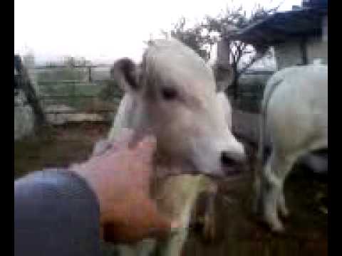 de metiche en el cerro con los toros