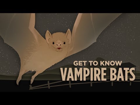 The Case For Vampire Bats