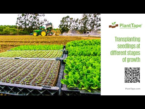 Transplanting seedlings on a flexible schedule: PlantTape gives growers  logistical freedom - PlantTape