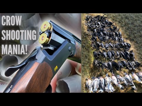 Decoying Crows | Busy Morning!! | Lots of Shots! | How to Shoot a Good Bag of Birds