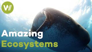 The mesmerizing creatures of Baja California, Mexico (Full Documentary)