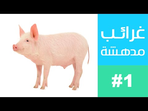 غرائب مدهشة #1