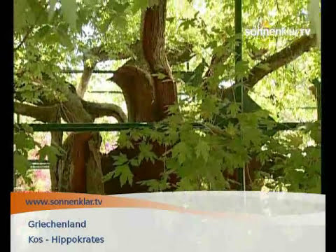 Tipp: Die Platane des Hippokrates auf Kos, Griechenland