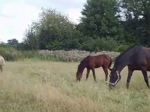 Stutfohlen Flame von Uriko aus der Vala Me