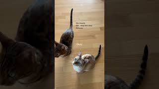 Wenn du denkst deine Katzen hören auf dich, dabei liegt es nur am Hühnchen     #katze #katzen #miau