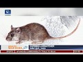 How To Prevent And Tackle Lassa Fever With Dr Iorhen Akase Pt.2 |Health Matter|