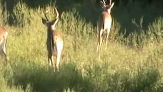 preview picture of video 'Seven Whitetail Deer Bucks Does and Fawns in Cape Fair MO'