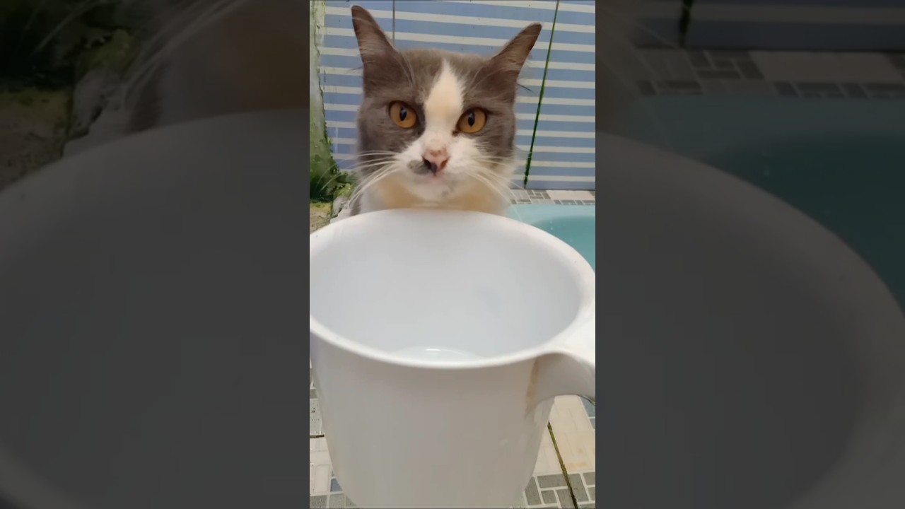 Kucing lucu suka minum air dari ember #komedi #ngambek #ngakak #oyen #mugyambu