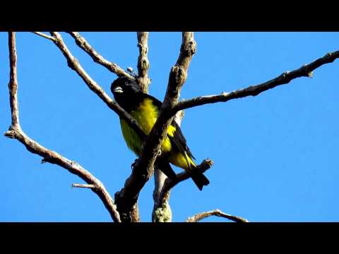 Stehlík žltobruchý (Spinus xanthogastrus) — video o speve a chove
