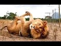 Funny Animals - A Funny Animal Videos ...