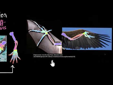 image-What are examples of an analogous structures?