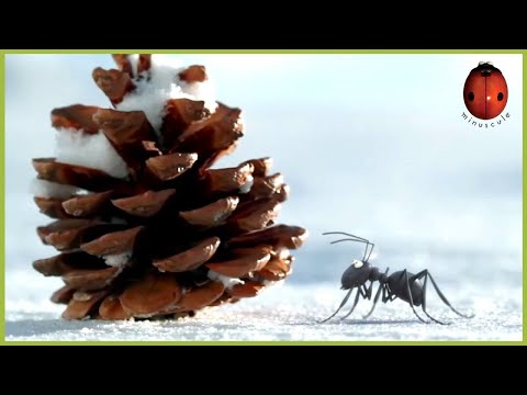 The Sled and the Ant ⛄️ Minuscule | 10' Compilation