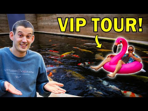 750,000 FISH! - Inside England’s BEST Koi Breeder (Private tour)