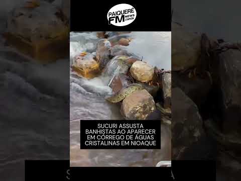Sucuri assusta banhistas ao aparecer em córrego de águas cristalinas em Nioaque