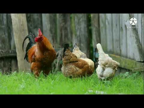 'Chicken KUK-DOO-KOO' FULL VIDEO Sleep Sound Music