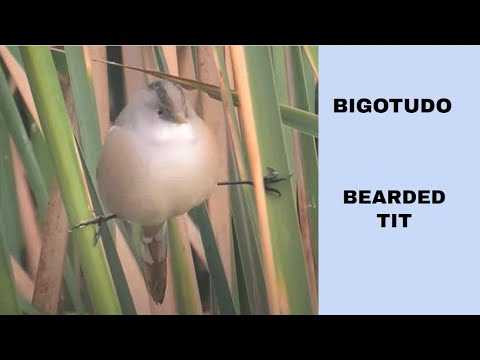 BIGOTUDO | BEARDED TIT | Panurus biarmicus