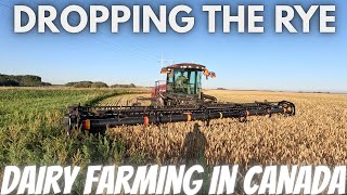 We Had To Start Swathing The Rye!