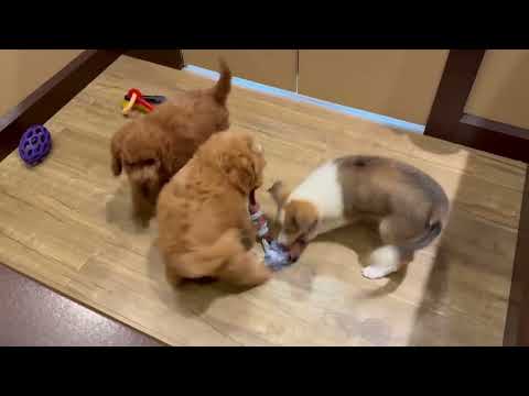 Shetland Sheepdog - 4820 video preview