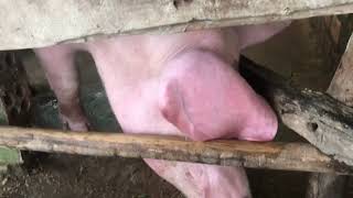 #pig #pigfeed #funnyanimal #animals #farmanimalct #funnyfarmanimal #funnypig #amazingpig #cutepigs