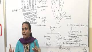 preview picture of video 'Riccia Lecture, B.Sc, M.Sc by Dr. Anupama Goyal.'