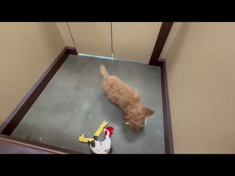 Mini Goldendoodle - 321 video preview