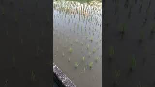 夕焼け空を映す田んぼ #自然 #nature #asmr #癒し動画 #睡眠導入 #田舎