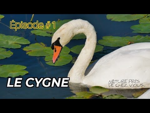 épisode 1 : Le cygne tuberculé #NPCV