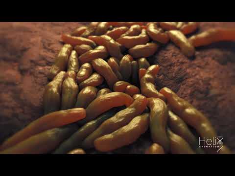 Mycobacterium Tuberculosis Replication