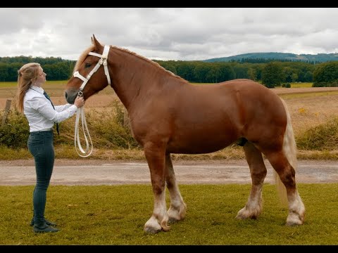 Guide de pointage du Cheval de Trait Comtois Master