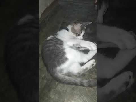 kucing kesayangan yang super manja