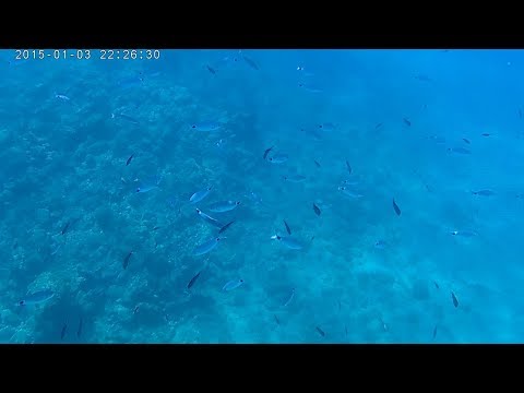 Rab Island - Underwater Video