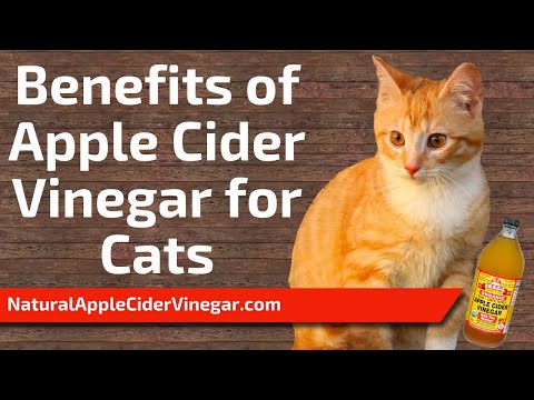 The Best Apple Cider Vinegar Uses for Cats