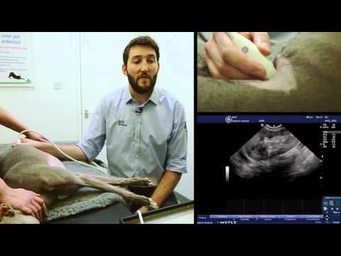 IMV imaging Small Animal Advanced Abdominal Ultrasound Video 3 – Left Adrenal Gland
