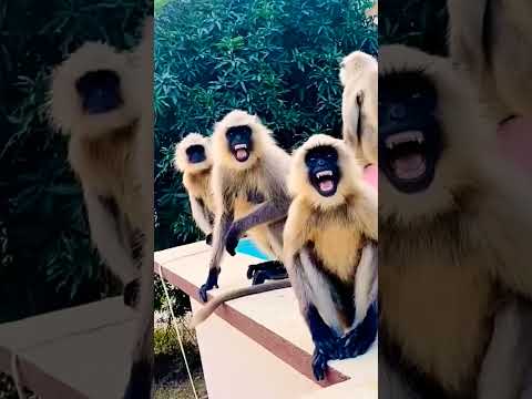 #😂👻 animal cute reaction #🤣funny #20