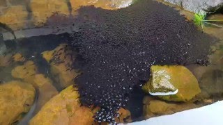 Millions of tadpoles!