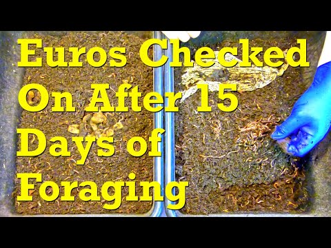 Foraging "buddy" Euro nightcrawler worm bins checked after 15 days - vermicompost