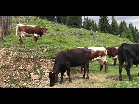 Brunneralm Pirkeben/Drautal