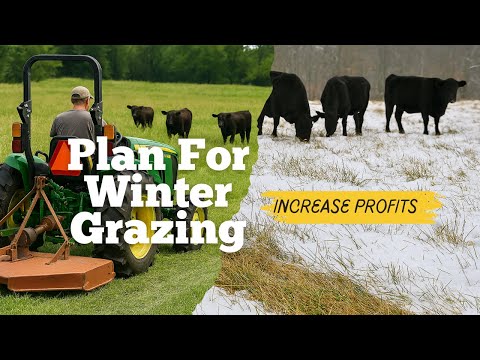 Stockpiled Forage for Cattle: Cut Winter Feeding Costs!