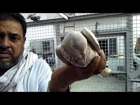 August 1, 2020 Ustad Jasvir Langar Shanny...Ambale Da Star..