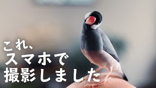 【スマホ写真テクニック】一眼レフで撮影したような写真に加工する方法