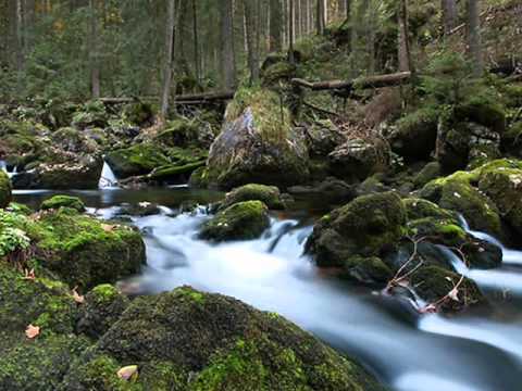Easy Listening [Akitaka Tohyama - Mystical Forest] | ♫ RE ♫