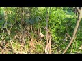 Back From The Dead...Loquat Trees In Zone 8a