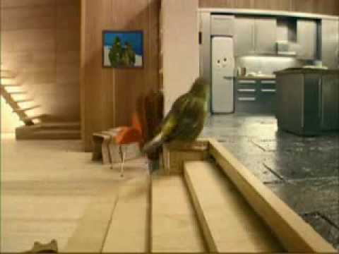 Ã‚Â¿Has visto una casita de pájaro por dentro?