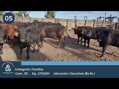 Lote Nll inv - Necochea Bs As