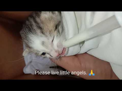 Feeding the 2 weeks old kittens with milk because their mother died.