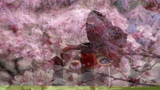 A andorinha da primavera - Madredeus