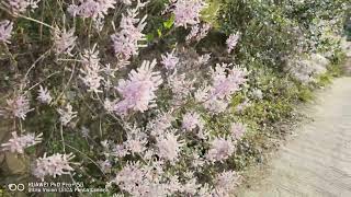 雲林古坑草嶺麝香木