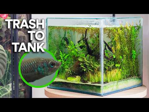 Making a No Filter Ecosystem for a Rare Betta Fish from Scraps (6 Month Journey)