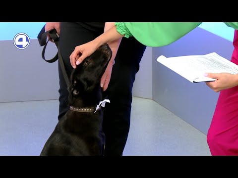 Лорд ищет дом | Фонд «ЗООзащита»