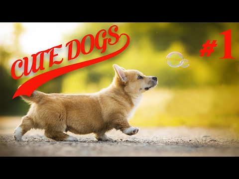 The Cutest Dogs in the World Compilation  |Cute Dogs| #1
